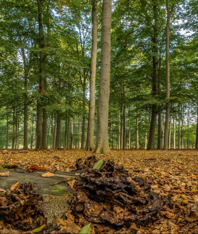 Psychoterapia Online Psychologia procesu Justyna Wojciechowska Psychoterapia Bieszczady Psycholog